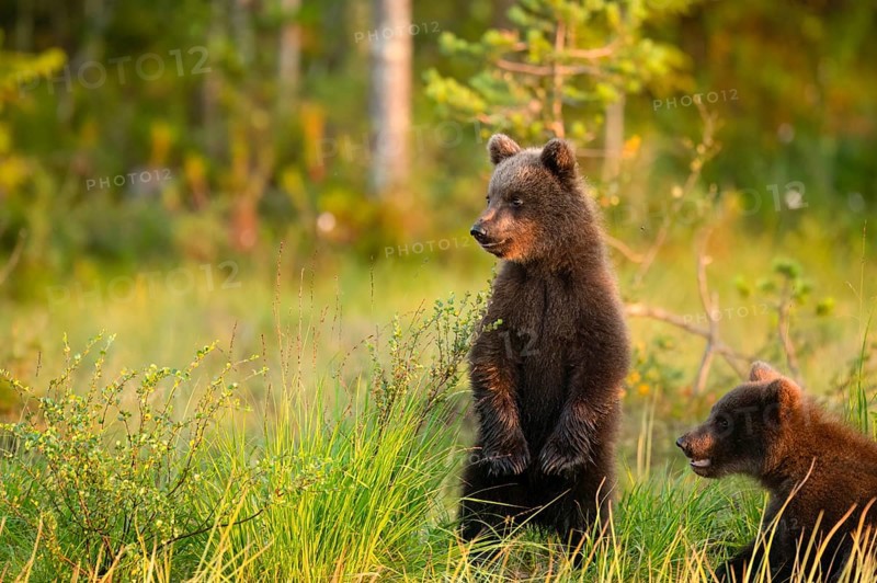 Two young brown bears (Ursus arctos) standing in a meadow in the forest under a warm sunlight, Karelia, Lapland, Finland