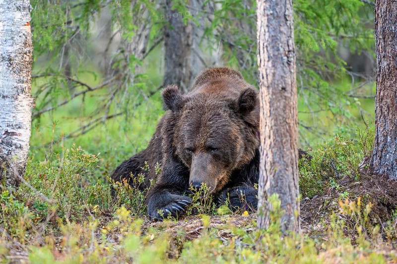 Resting brown bear (Ursus arctos) between the trees in the forest, Karelia, Lapland, Finland
