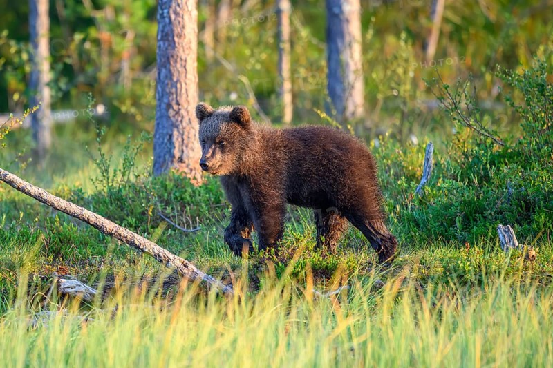 Young brown bear (Ursus arctos) walking in a forest clearing, Karelia, Lapland, Finland