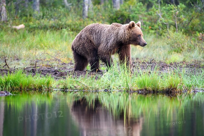 Brown bear (Ursus arctos) standing on a quiet lakeshore in the forest, Karelia, Lapland, Finland
