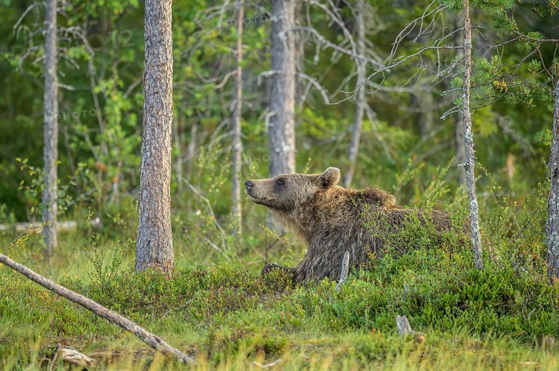 A brown bear (Ursus arctos) lies relaxed in the dense forest and looks around curiously, Karelia, Lapland, Finland