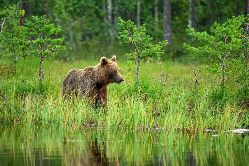 A brown bear (Ursus arctos) stands in the green forest by the water, surrounded by grass and trees, Karelia, Lapland, Finland