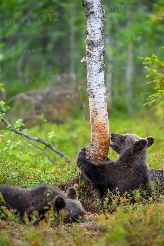 A bear cub (Ursus arctos) curiously examines a tree while another lies next to it, Karelia, Lapland, Finland