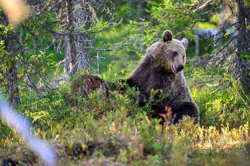 An adult bear Brown bear (Ursus arctos) resting in wooded terrain, Karelia, Lapland, Finland