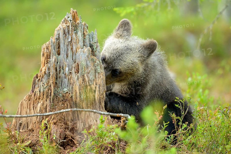 A young bear cub Brown bear (Ursus arctos) curiously exploring a tree stump in the forest, Karelia, Lapland, Finland