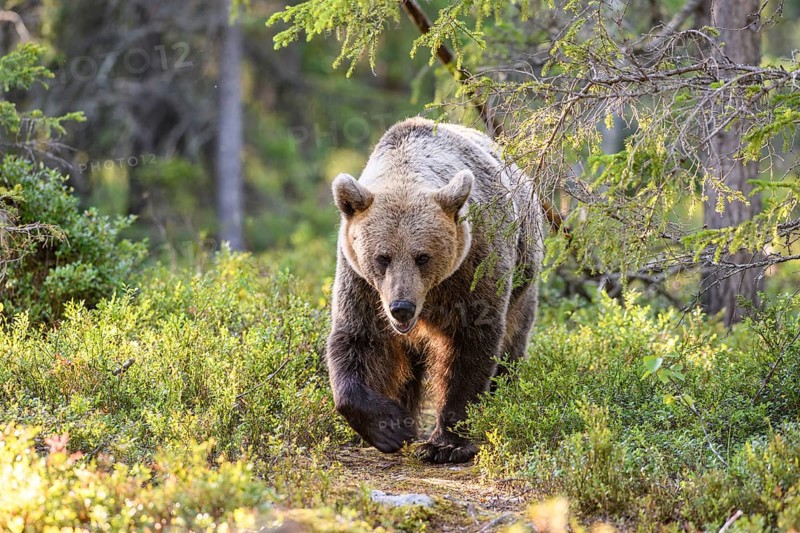 A mighty brown bear (Ursus arctos) moves through a sun-drenched forest, Karelia, Lapland, Finland