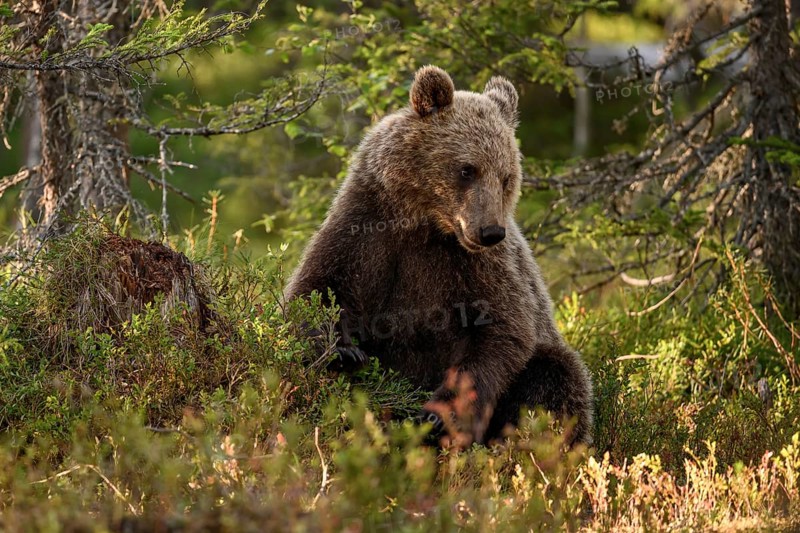 Brown bear (Ursus arctos) sitting peacefully in the forest in warm light, surrounded by vegetation, Karelia, Lapland, Finland