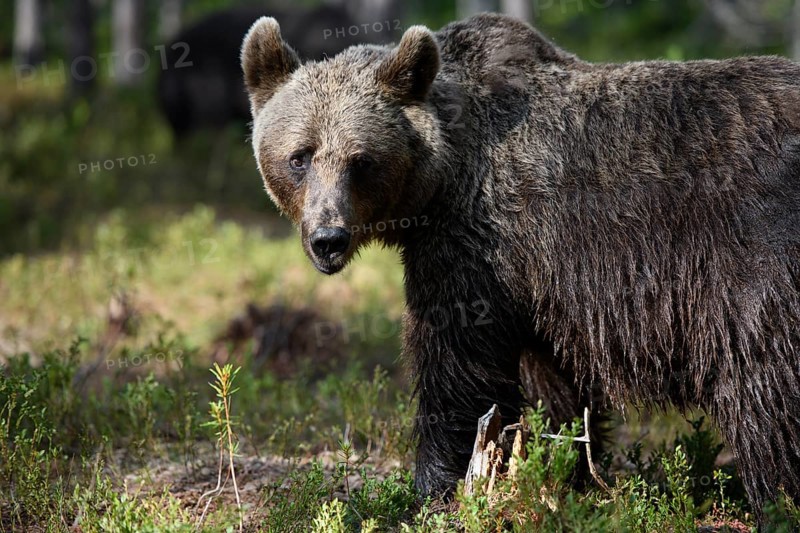 A brown bear (Ursus arctos) standing strong in the forest, Karelia, Lapland, Finland