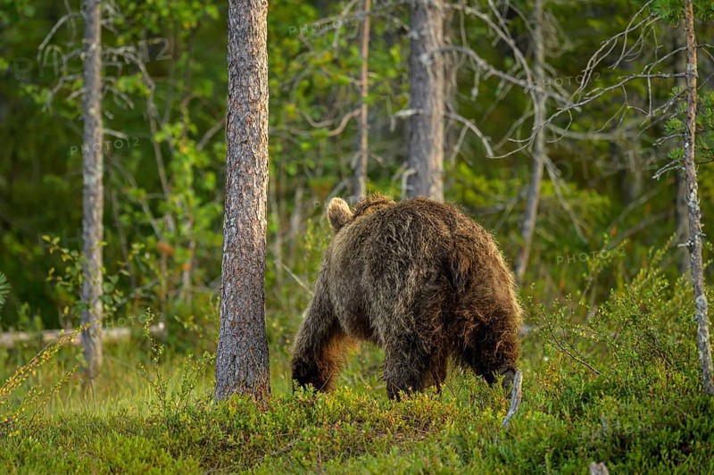 A brown bear (Ursus arctos) moves away in the dense, green forest behind tree trunks, Karelia, Lapland, Finland