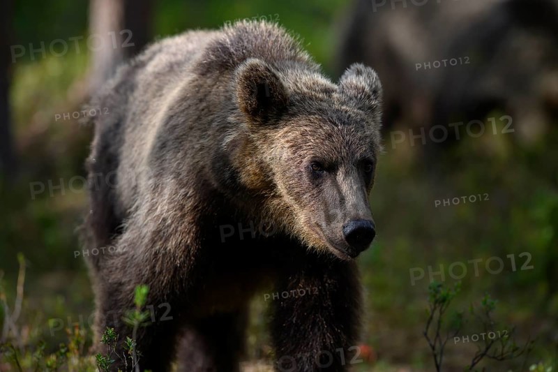 A brown bear (Ursus arctos) in the shadow of the forest, Karelia, Lapland, Finland