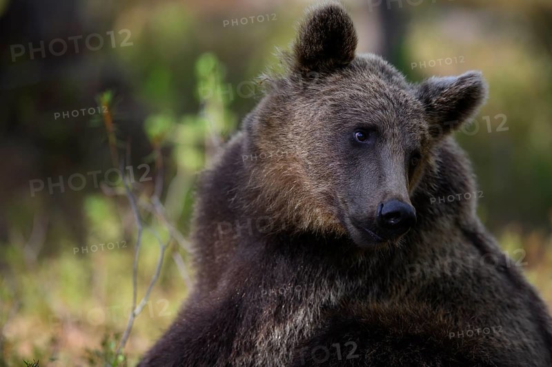 Brown bear (Ursus arctos) sitting thoughtfully in the forest, Karelia, Lapland, Finland