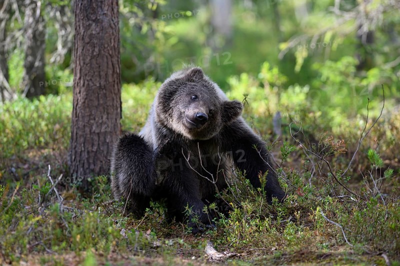 Young brown bear (Ursus arctos) playing lively in the forest next to a tree, Karelia, Lapland, Finland