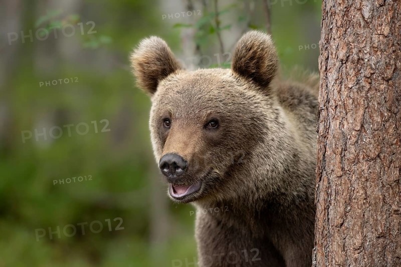 Smiling brown bear (Ursus arctos) looking curiously from a tree in the forest, Karelia, Lapland, Finland