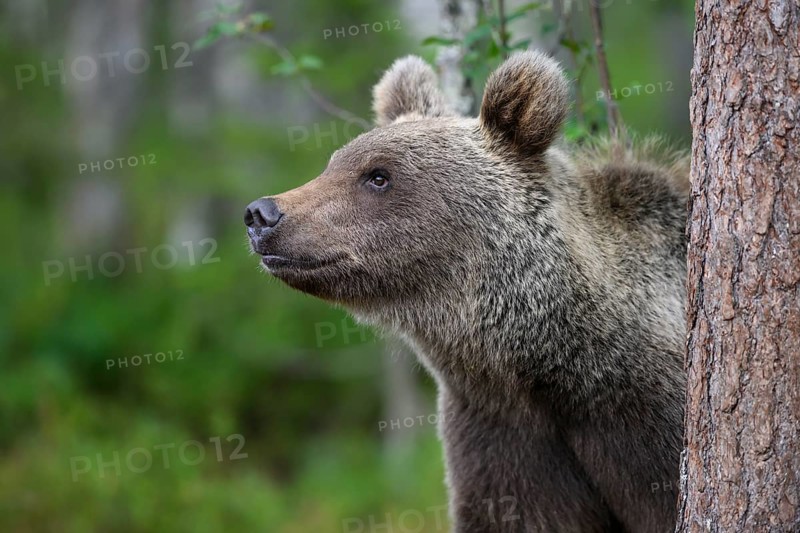 A curious brown bear (Ursus arctos) looks out from behind a tree, Karelia, Lapland, Finland