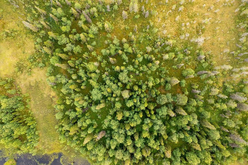 Sodankylä, Lapland, Finland, aerial view of thick, green treetops in a natural environment, aerial view, drone shot
