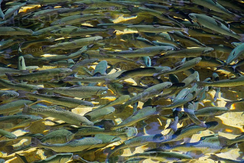 Young brown trout (Salmo trutta) in trout farm, Schwarm, Upper Bavaria, Germany