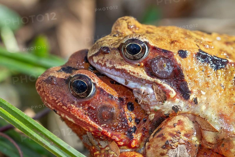 Grass frogs (Rana temporaria), mating, close-up, Upper Bavaria, Germany