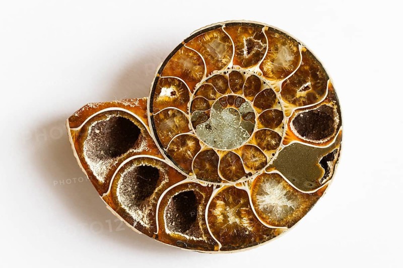 Ammonite, fossilisation, extinct marine cephalopod, fossils, (Ammon, ram with twisted horns)