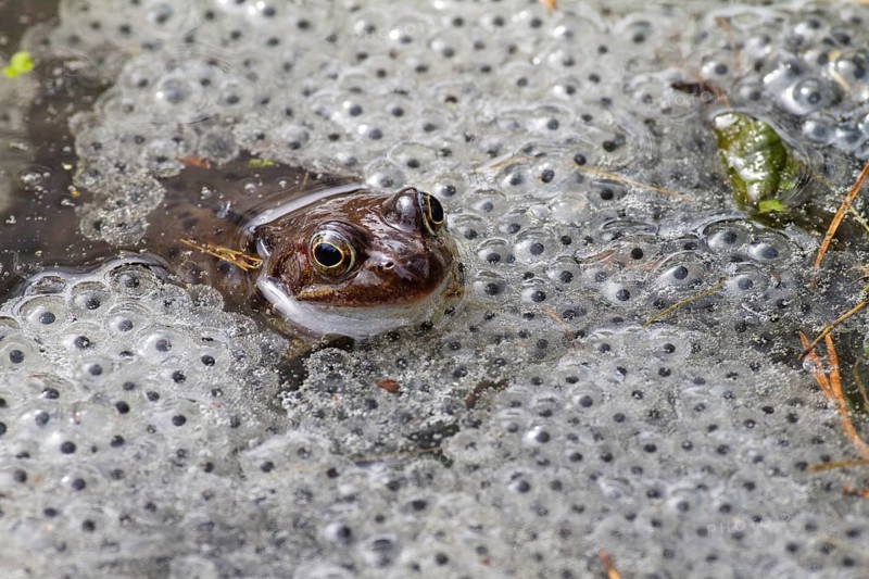 Grass frog in pond with spawning balls (Rana temporaria), Upper Bavaria, Germany