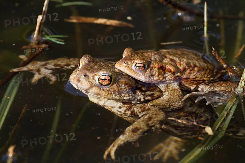 Toads in ponds, mating, Bufo bufo, Bavaria, Germany