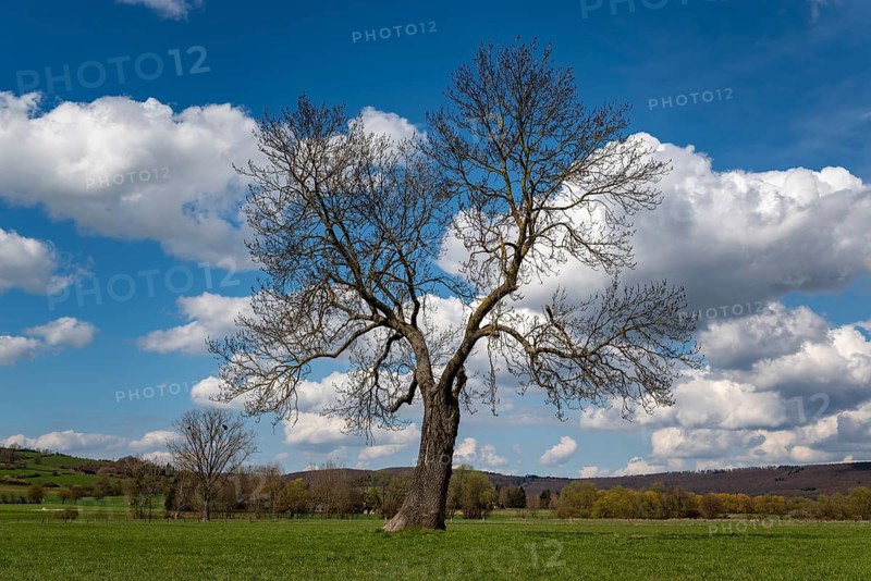 Solitary European ash (Fraxinus excelsior) with a lung-shaped crown under a cloudy sky, Emmerwiesen, Lügde, North Rhine-Westphalia, Germany