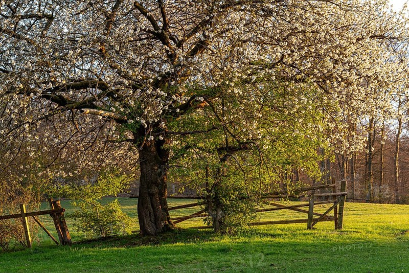 White blossoming cherry tree (Prunus avium) at the time of fruit tree blossom on a fence in a green meadow in atmospheric sunlight, Lower Saxony, Germany