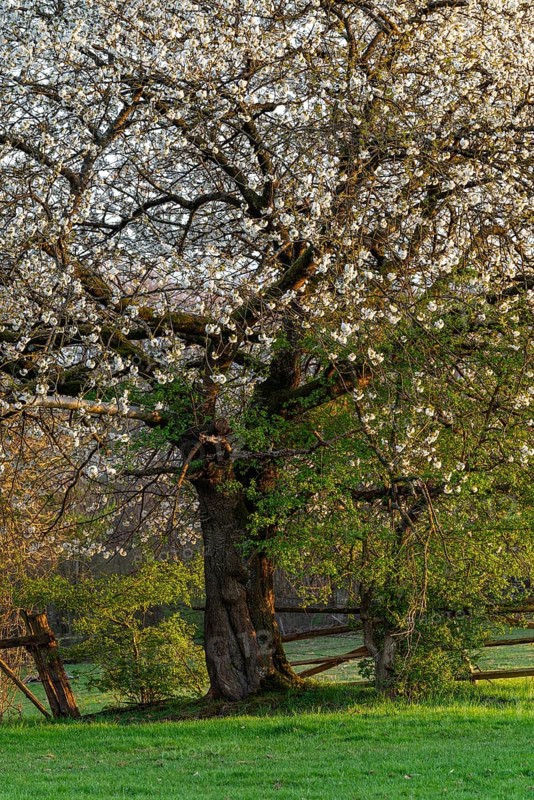 White blossoming cherry tree (Prunus avium) at the time of fruit tree blossom on a fence in a green meadow in atmospheric sunlight, Lower Saxony, Germany