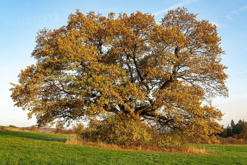 Solitary mighty old English oak (Quercus robur) with autumn-coloured foliage on a green meadow, Holzen, Ith, Lower Saxony, Germany