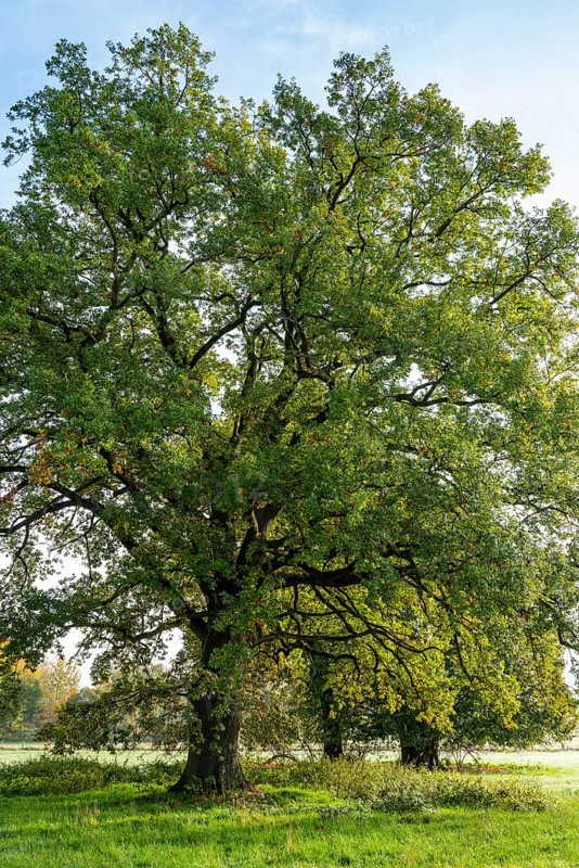 Mighty old English oak (Quercus robur) in idyllic morning sunlight, Emmerwiesen, Bad Pyrmont, Lower Saxony, Germany