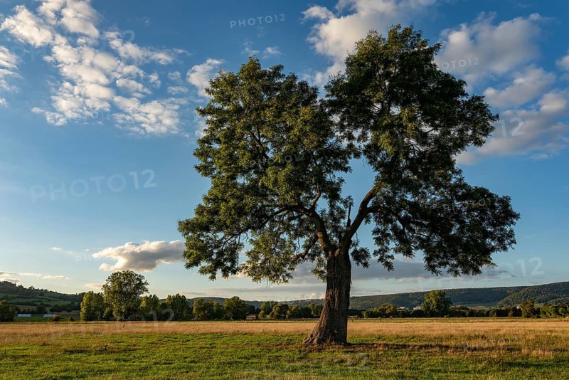European ash (Fraxinus excelsior) with lung-shaped crown on a green pasture in the evening light, Emmerwiesen, Lügde, North Rhine-Westphalia, Germany