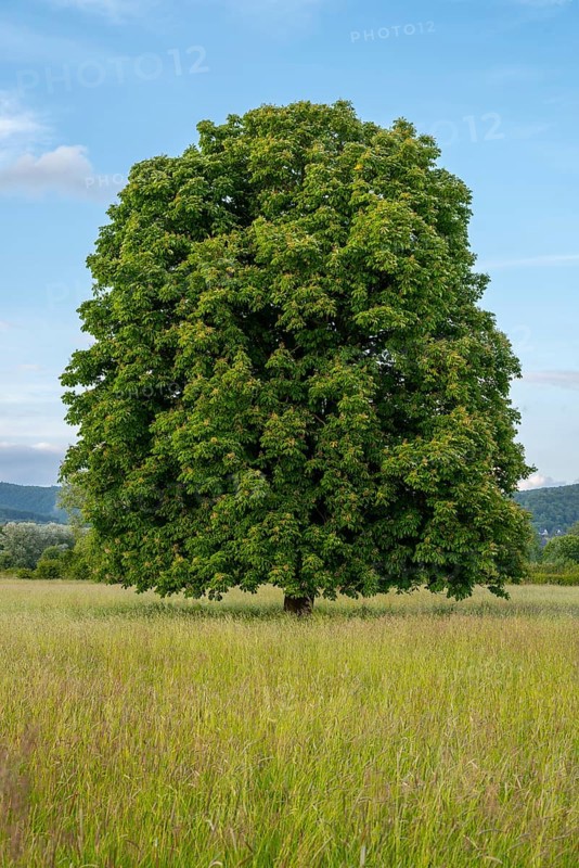 A single horse chestnut (Aesculus hippocastanum) on a green meadow under a blue sky, Emmerwiesen, Bad Pyrmont, Lower Saxony, Germany