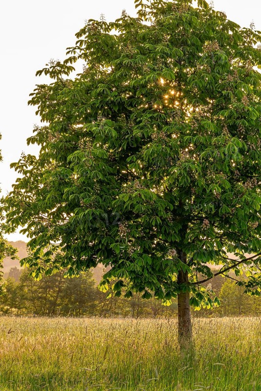 A young, solitary horse chestnut (Aesculus hippocastanum) on a green meadow in the atmospheric evening light, Emmerwiesen, Bad Pyrmont, Lower Saxony, Germany