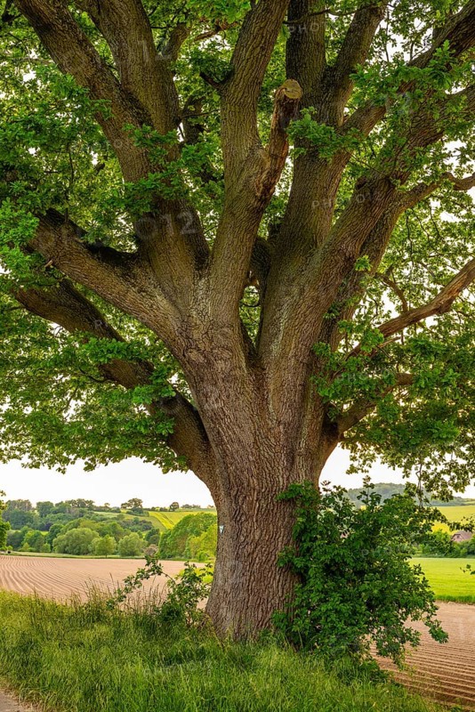 Mighty tree trunk of a solitary ancient English oak (Quercus Robur) at the edge of a field, labelled as a natural monument, near Grießem, Lower Saxony, Germany