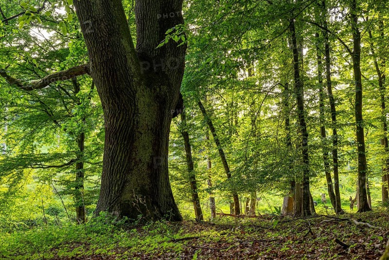 Mighty tree trunk of an ancient English oak (Quercus Robur) in an idyllic, light-flooded deciduous forest in spring, Teutoburg Forest, North Rhine-Westphalia, Germany