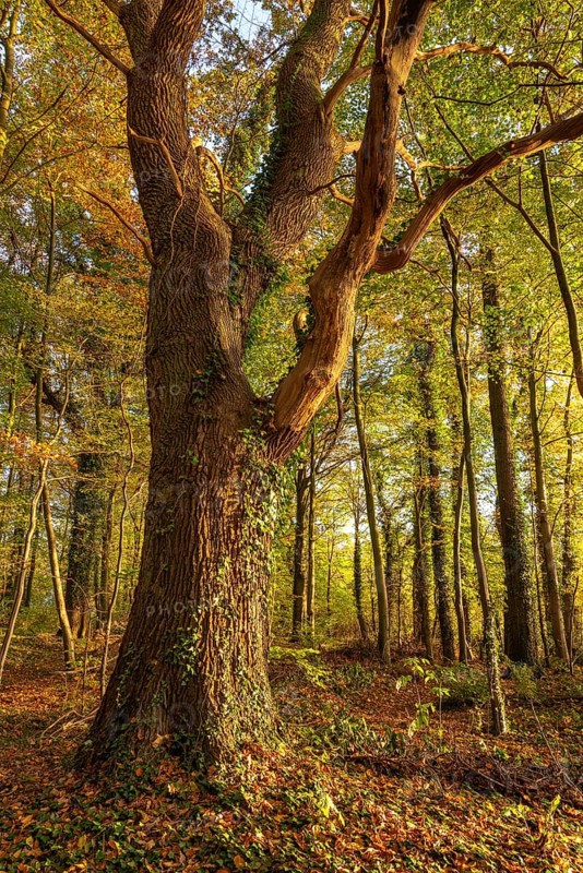 Mighty, ivy-covered tree trunk of an old oak (Quercus) in an autumnal forest in atmospheric evening light, Falkenhagen, North Rhine-Westphalia, Germany