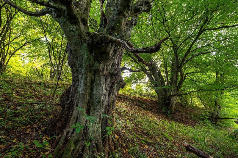 Ancient, gnarled copper beech, probably a copper beech (Fagus sylvatica), under a lush green canopy at the edge of the forest, Bödexen, North Rhine-Westphalia, Germany
