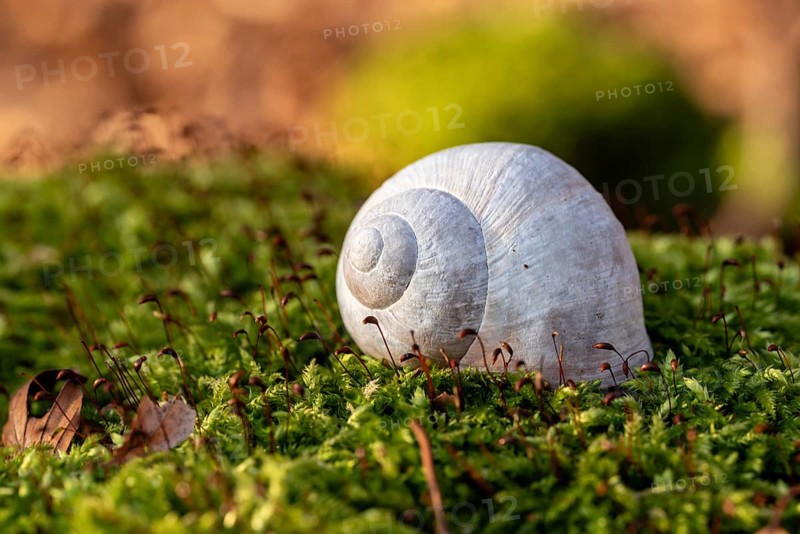Close-up of the empty shell of a grape snail (Helix pomatia) on the moss-covered ground of a forest, Germany