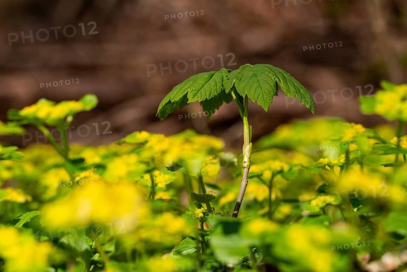 Close-up of the seedling of a maple tree (Acer) sprouting on the forest floor between Alternate-leaved golden saxifrage (Chrysosplenium alternifolium), Germany