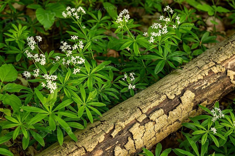 Woodruff in bloom (Galium odoratum) growing on the ground of a forest next to an old branch, Germany