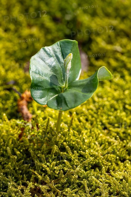 Close-up of the seedling of a copper beech (Fagus sylvatica) growing on the moss-covered ground of a forest, Germany