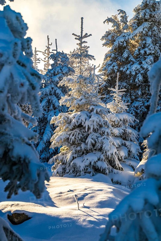 Picturesque spruces (Picea abies) in a densely snow-covered coniferous forest in the warm light of dusk on a sunny day in winter, Brocken, Harz National Park, Saxony-Anhalt, Germany