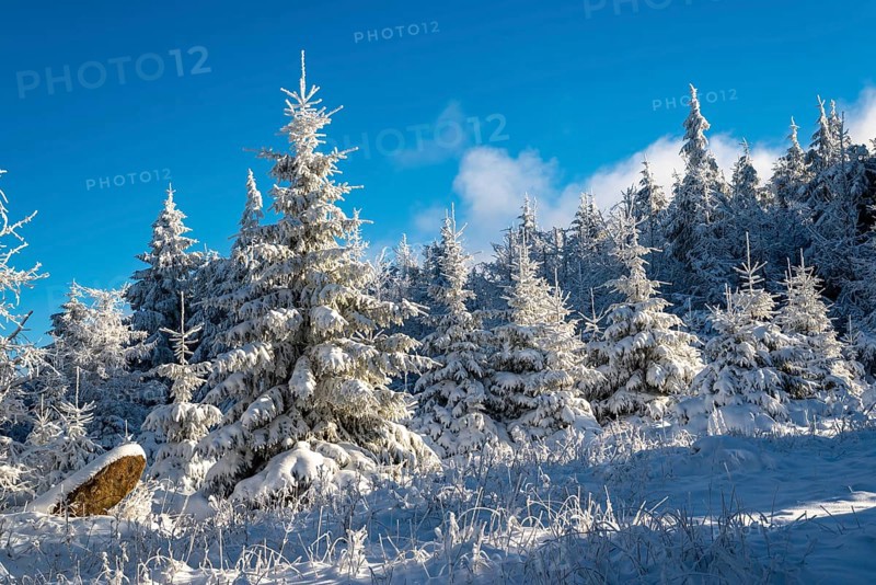 Young spruces (Picea abies) in front of a densely snow-covered coniferous forest under a clear blue sky on a sunny day in winter, Brocken, Harz National Park, Saxony-Anhalt, Germany