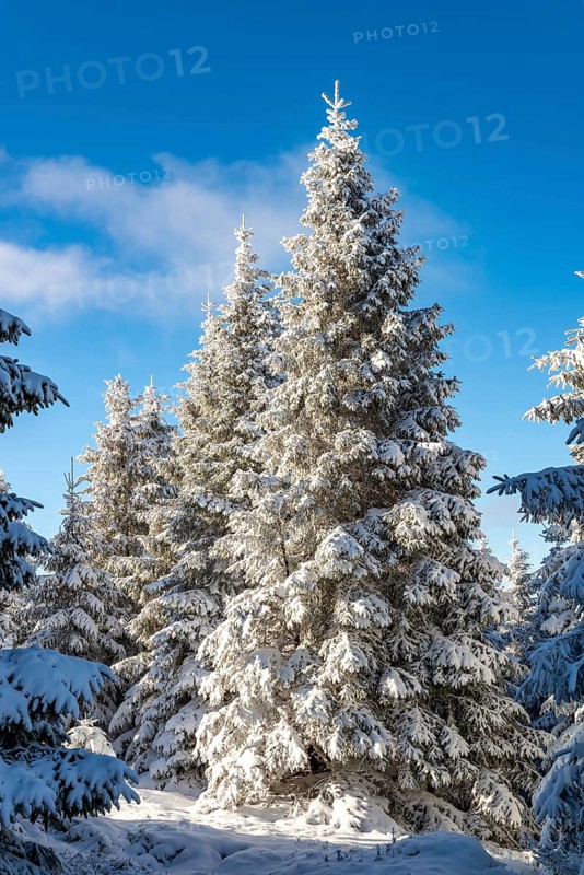 Spruces (Picea abies) in a densely snow-covered coniferous forest under a blue sky on a sunny day in winter, Brocken, Harz National Park, Saxony-Anhalt, Germany