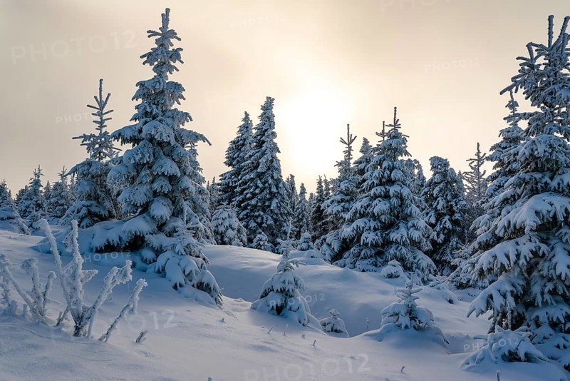 Picturesque winter landscape with snow-covered spruces (Picea abies) in a coniferous forest, bathed in a magical, atmospheric light by the sun under a hazy sky, Brocken, Harz National Park, Saxony-Anhalt, Germany