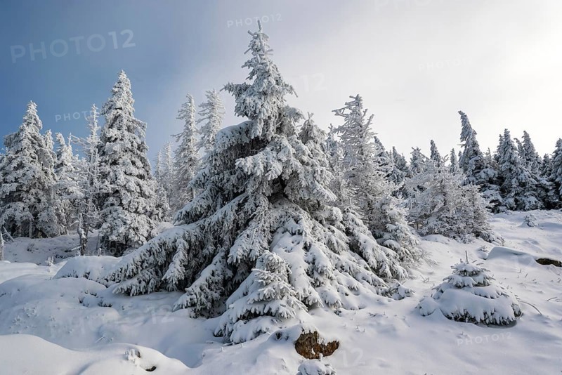 Spruce (Picea abies) covered in deep snow in front of a coniferous forest on a sunny day in winter, Brocken, Harz National Park, Saxony-Anhalt, Germany