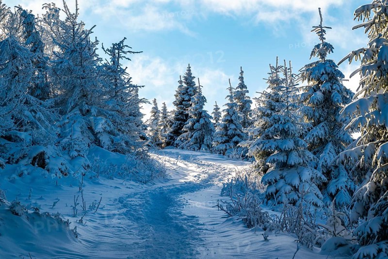Idyllic, winding trail through a snowy coniferous forest under a blue sky in atmospheric light, Heinrich-Heine-Weg hiking trail, Brocken, Harz National Park, Saxony-Anhalt, Germany