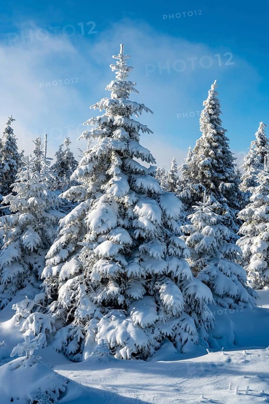 Picturesque spruces (Picea abies) in a densely snow-covered coniferous forest under a blue sky on a sunny day in winter, Brocken, Harz National Park, Saxony-Anhalt, Germany