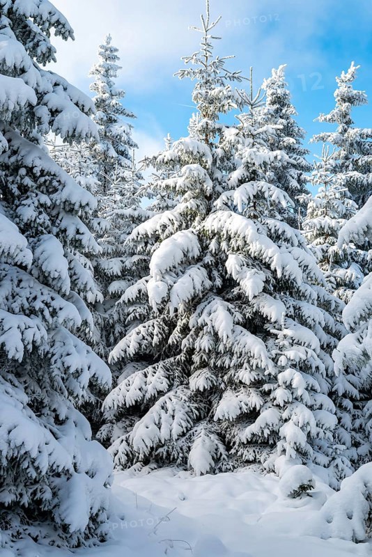 Group of winter spruces (Picea abies) in a densely snow-covered coniferous forest under a blue sky, Brocken, Harz National Park, Saxony-Anhalt, Germany