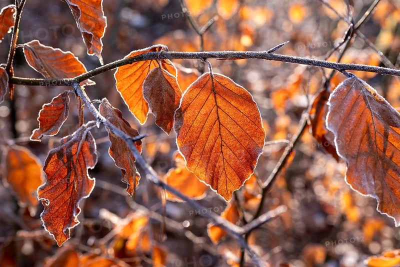 Close-up of branches of a beech (Fagus) with autumnal red-brown coloured leaves covered with frost in atmospheric backlight, Germany