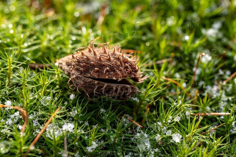 Macro photograph of the empty fruit cup or seed capsule of beechnuts of a copper beech (Fagus sylvatica) on green lady's moss (Polytrichum commune) in the forest, with remains of thawing snow, Germany